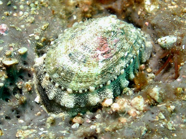 Diodora italica